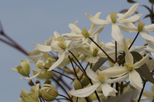 Flying Marrows Clematis